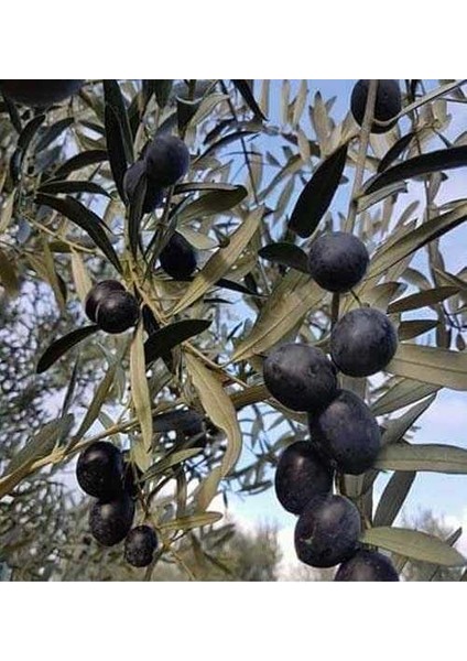 Açık Kök Gemlik Siyah Zeytin Fidanı( 3 Yaşında Boy 120 Cm)