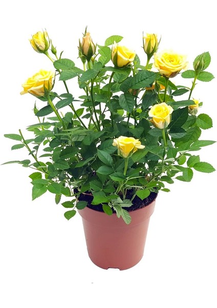 Tüplü Yediveren Sarı Çıtır Minyatür Gül Fidanı Bodur Gül