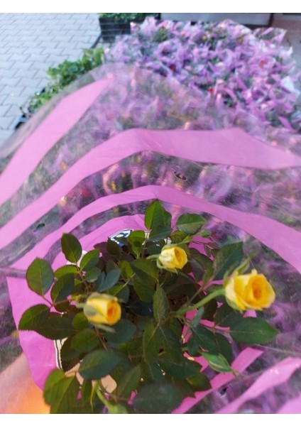 Tüplü Yediveren Sarı Çıtır Minyatür Gül Fidanı Bodur Gül fiyatları