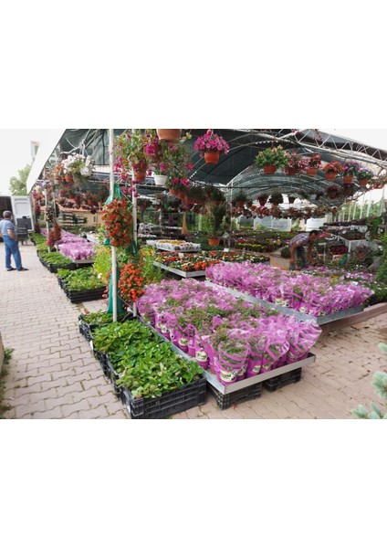 Tüplü Yediveren Sarı Çıtır Minyatür Gül Fidanı Bodur Gül modelleri