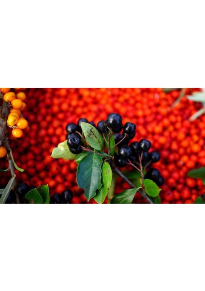 Acı Çehre Tohumu 25 gr