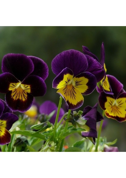 Menekşe Çiçeği TOHUMU(100 Tohum)