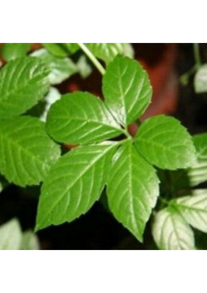 Gynostemma Pentephyllum Jiaogulan Ginseng Fidesi (3 Adet)