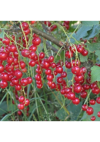 Anamur Naturel Doğal Kırmızı Frenk Üzümü Tohumu (10 Adet)