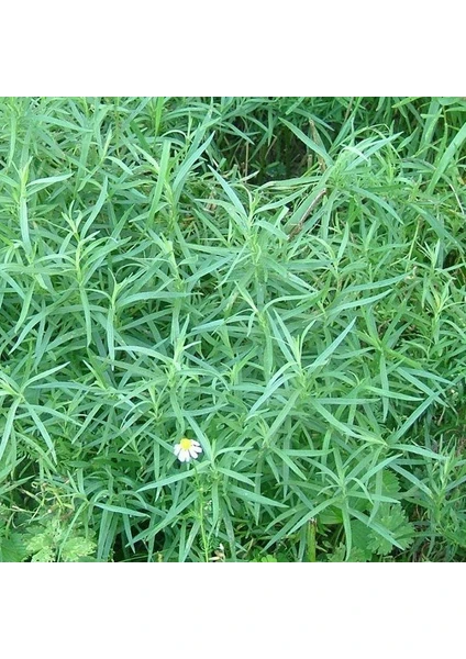 Anamur Naturel Doğal Tarhun Otu Tohumu(50 Tohum)