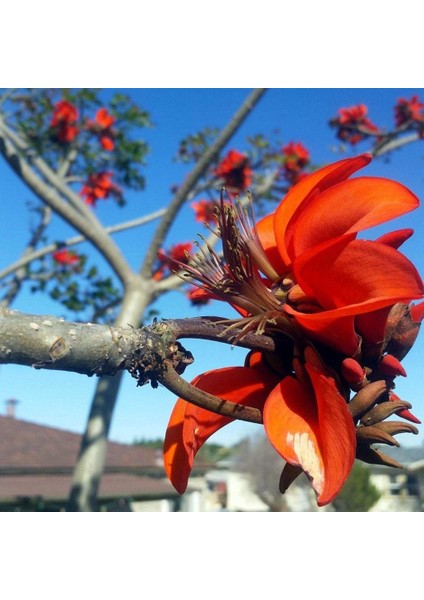 Erythrina Caffra Mercan Ağacı Tohumu (3 Tohum)