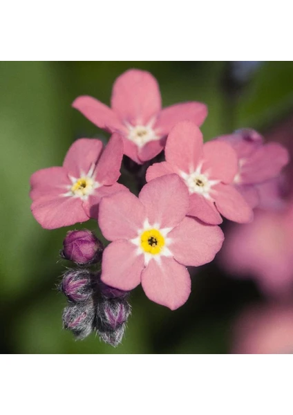 Anamur Naturel Pembe Renkli Beni Unutma Çiçeği TOHUMU(100 Adet)