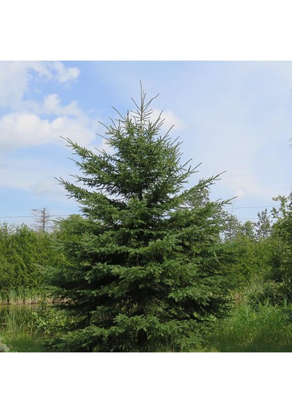 Anamur Naturel Beyaz Ladin Tohumu White Spruce (10 Tohum)