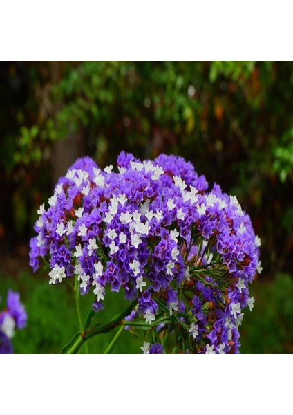 Limonium Sinuatum Blue River Deniz Lavantası Tohumu (30 Tohum)