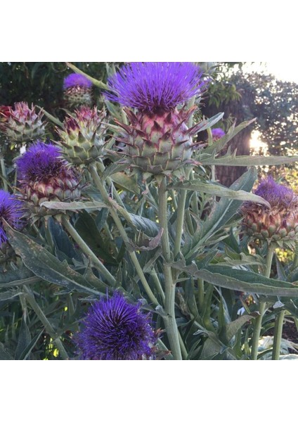 Anamur Naturel Kenger Otu(Cynara Cardunculus) Tohumu(5 Tohum)