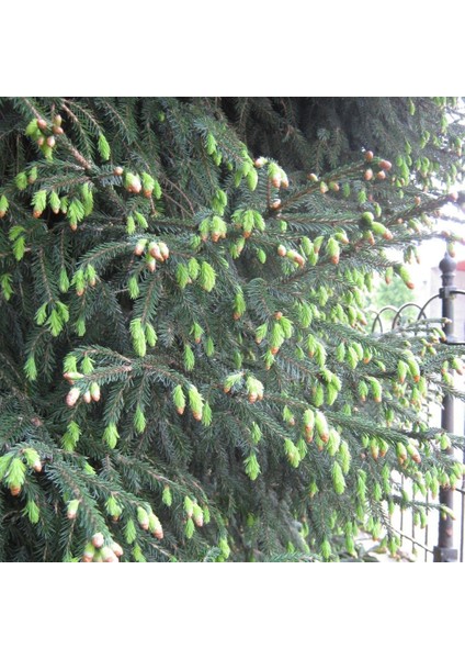 Çin Ladini Tohumu Picea Likiangensis (10 Tohum)