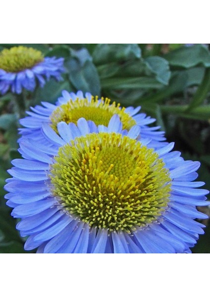 Blue Erigeron Çiçeği Tohumu(50 Tohum)