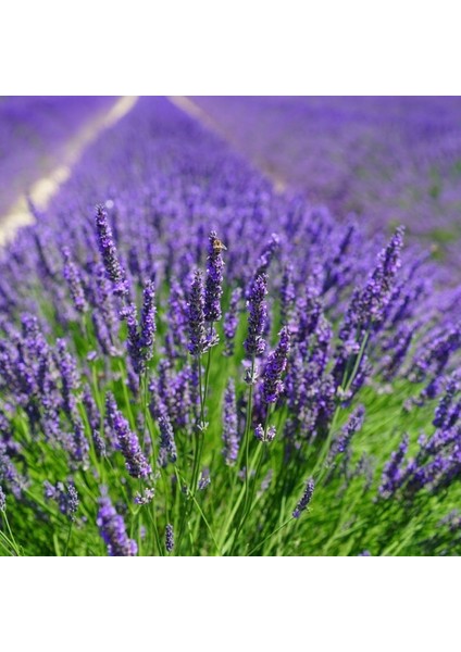Mavi Hidcote Lavanta Tohumu(20 Tohum)