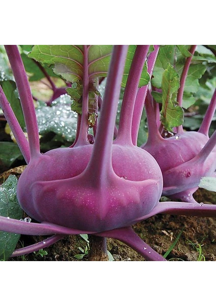 Anamur Naturel Doğal Mor Kohlrabi(Alabaş) Tohumu (20 Tohum)