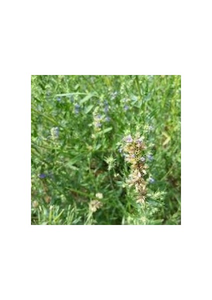 Dev Meksida Beyazı Hyssop Çiçeği Tohumu(50 Tohum)