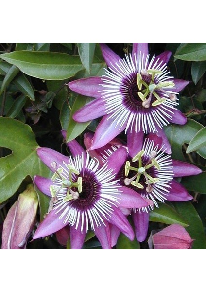 Anamur Naturel Passiflora Edulis Maruçya Tohumu (3 Adet)