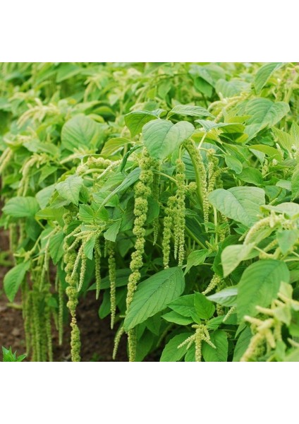 Anamur Naturel Yeşil Renkli Amaranthus(Horoz Ibiği) Çiçeği Tohumu(50 Tohum)