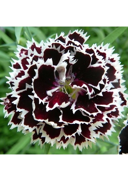 Dianthus Heddewigii Siyah Beyaz Karanfil TOHUMU(100 Adet)