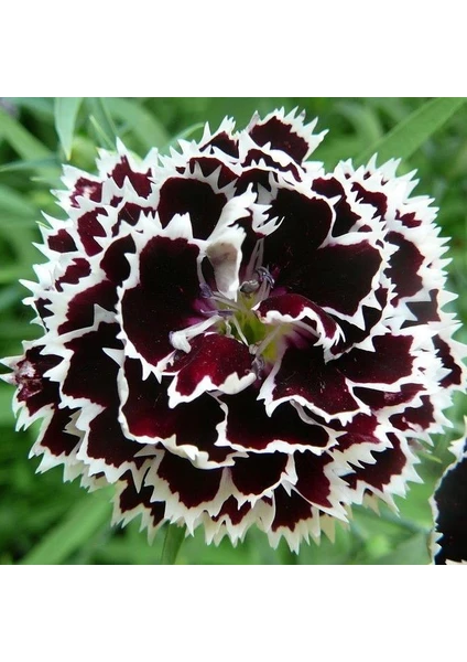 Anamur Naturel Dianthus Heddewigii Siyah Beyaz Karanfil TOHUMU(100 Adet)