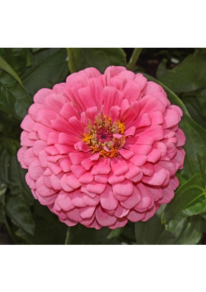 Super Yoga Toz Pembe Zinya Çiçeği Tohumu(40 Tohum)