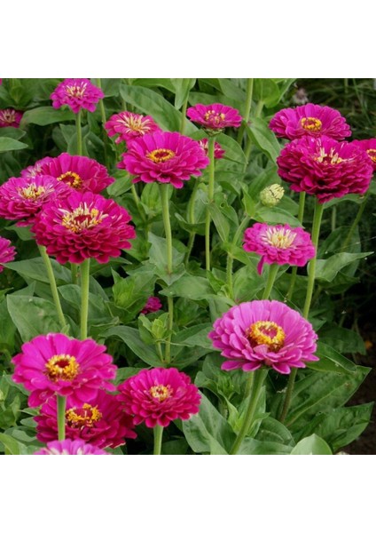 Dahlia Çiçekli Violet Quen Zinya Çiçeği Tohumu(40 Tohum)
