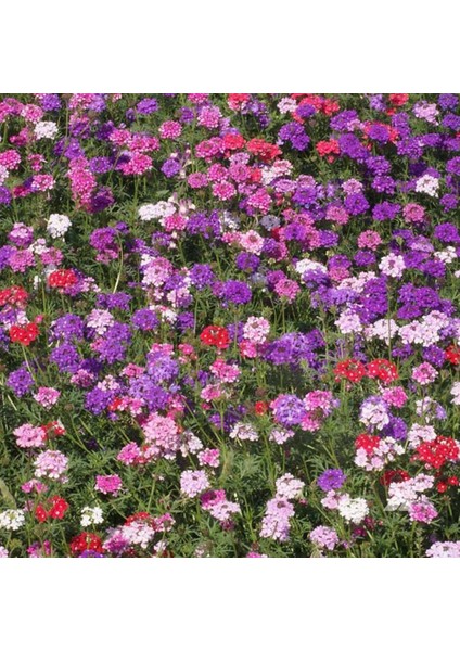 Karışık Renkli Yer Minesi (Verbena) Çiçeği Tohumu (100 Tohum)