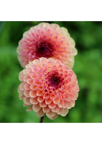 Anamur Naturel Pompon Red Marble Crimson Aster Çiçeği Tohumu (50 Tohum)