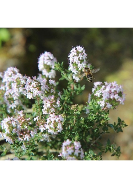 Geyik Otu TOHUMU(100 Tohum)