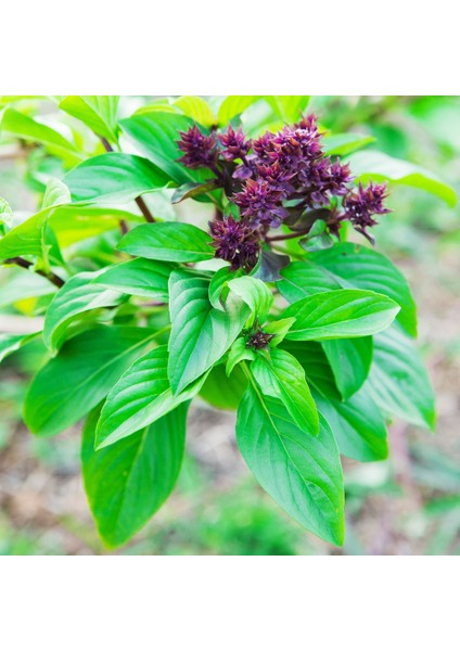 Anamur Naturel Tarçın Kokulu Fesleğen Tohumu (250 Tohum)