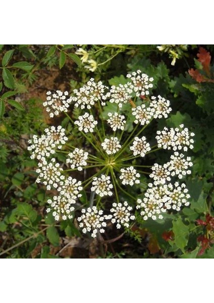 Anamur Naturel Doğal Anason TOHUMU(100 Adet)