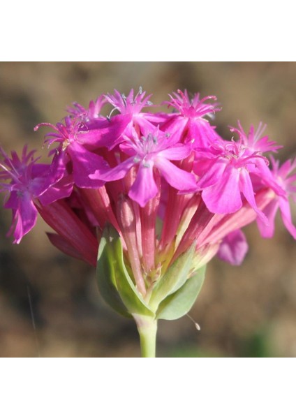 Anamur Naturel Kır Güzeli Silene(Nakil) Çiçeği TOHUMU(100 Tohum)