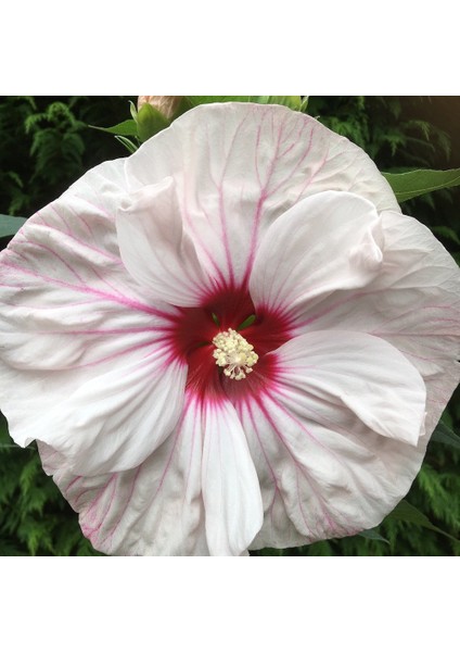 Anamur Naturel Süt Beyazı Hibiscus Çiçeği Tohumu(20 Adet)