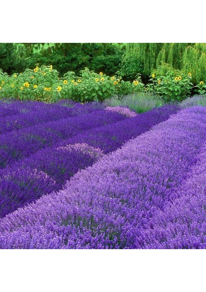 Anamur Naturel Lavandula Angustifolia Lavanta Çiçeği Tohumu(10 Gram)