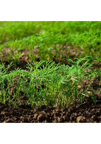 Anamur Naturel Doğal Dere Otu TOHUMU(100 Tohum)