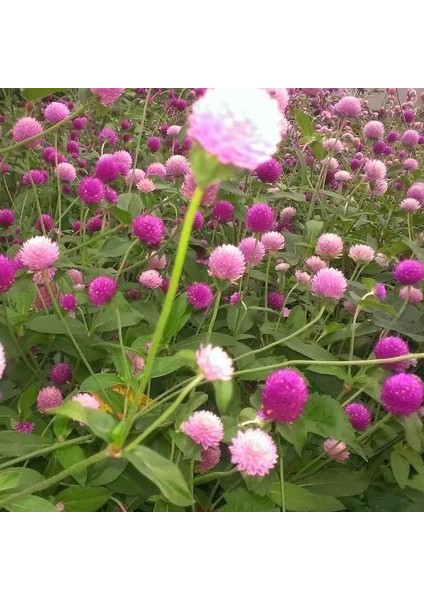 Anamur Naturel Gomphrena Globosa Karışık Medine Çiçeği Tohumu (50 Tohum)