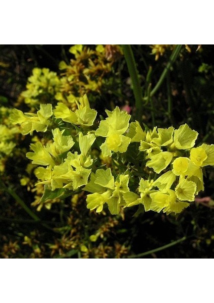 Anamur Naturel Limonium Sinuatum Deep Sarı Deniz Lavantası Tohumu(30 Tohum)