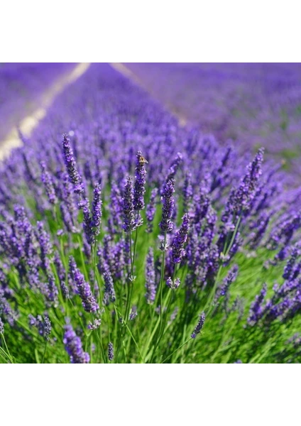 Anamur Naturel Lavandula Angustifolia Lavanta Çiçeği TOHUMU(100 Adet)