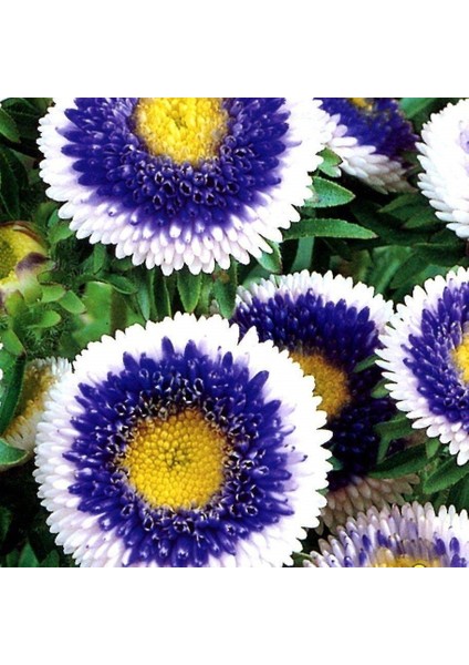 Pompon Hinomaru Karışık Renkli Aster Çiçeği Tohumu(50 Tohum)