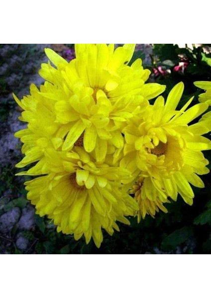 Dona Dayanıklı Pompon Sarı Aster Çiçeği Tohumu (50 Tohum)