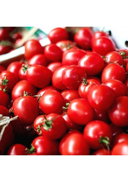 Anamur Naturel Doğal Çeri Pinpon Domates Tohumu (40 Tohum)