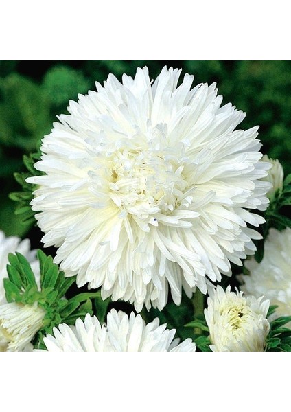 Bellis Perennis Beyaz Ponpon Ingiliz Çayır Papatyası Çiçeği TOHUMU(100 Tohum)