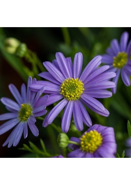 Anamur Naturel Karışık Renkli Splendour Brachycome Çiçeği Tohumu (200 Tohum)