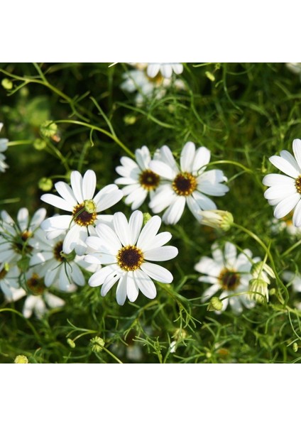 White Splendour Brachycome Çiçeği Tohumu (200 Tohum)