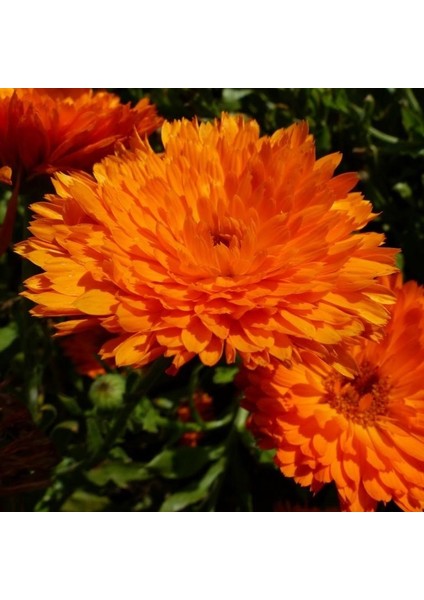 Anamur Naturel Katmerli Turuncu Calendula Aynısafa Çiçeği Tohumu (50 Tohum)