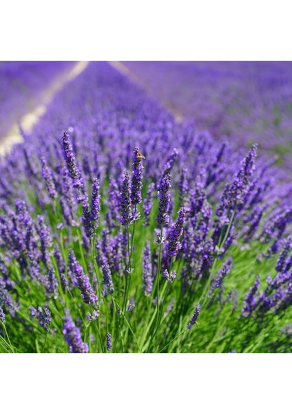 Anamur Naturel Lavandula Angustifolia Lavanta Çiçeği Tohumu(10 Gram)