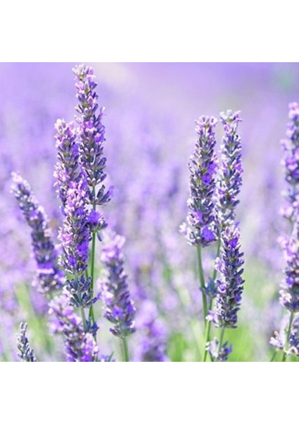 Anamur Naturel Lavandula Angustifolia Lavanta Çiçeği TOHUMU(100 Adet)