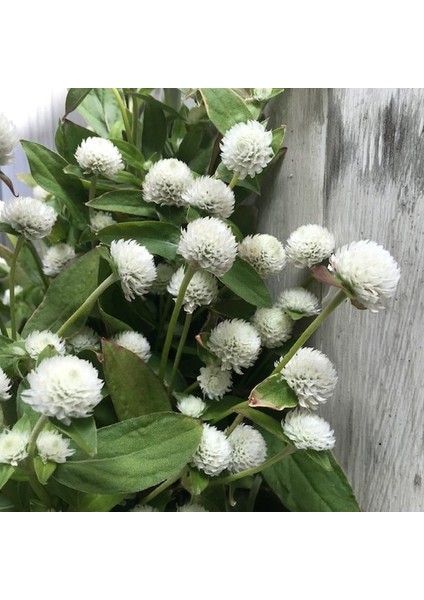 Gomphrena Globosa Beyaz Renkli Medine Çiçeği Tohumu(50 Tohum)