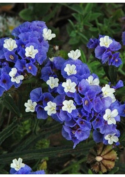 Limonium Sinuatum Deep Mavi Deniz Lavantası Tohumu(30 Tohum)