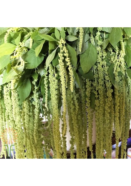 Anamur Naturel Amaranthus Caudatus Çiçeği Tohumu(50 Tohum)