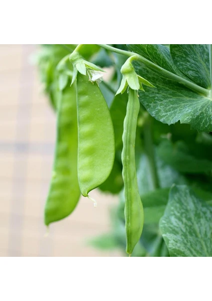 Anamur Naturel Doğal Geleneksel Yaprak Bezelye Tohumu (20 Tohum)